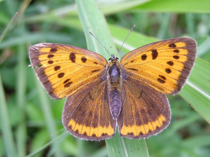 July Butterfly Tour (Bulgaria)